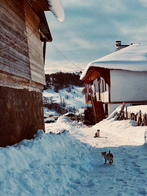 Twee Katten Op Sneeuw Buiten Het Huis