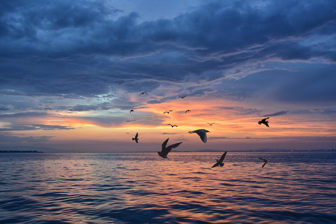 Group of Birds flying over Sea