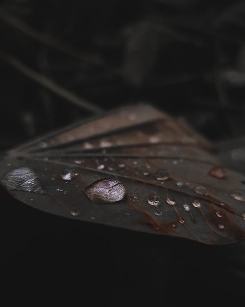 물방울과 잎의 클로즈업 사진