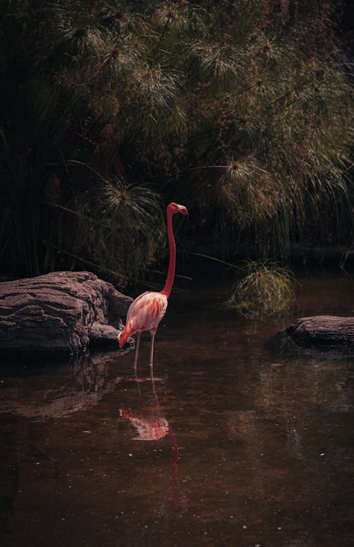 光, 公園, 動物園 的 免费素材图片