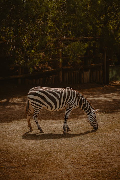 動物攝影, 垂直拍攝, 斑馬 的 免費圖庫相片