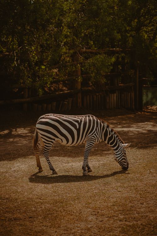 Free A zebra grazing peacefully in a rural outdoor setting, captured in warm tones. Stock Photo