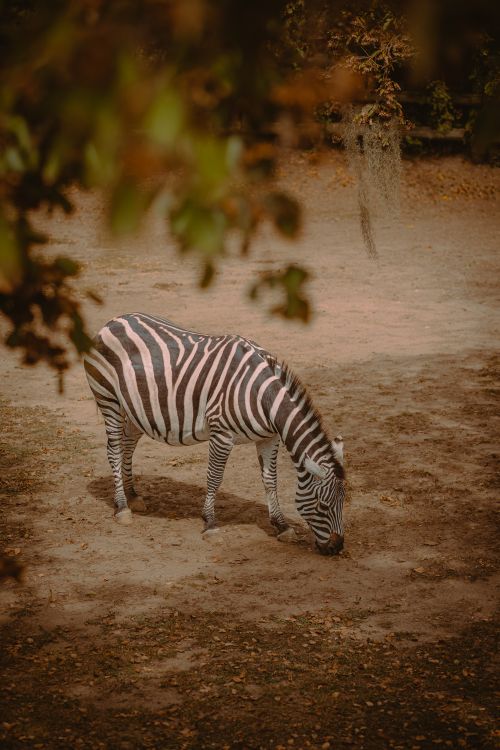 Free Zebra grazing in a natural setting captured with selective focus, conveying a serene wildlife moment. Stock Photo