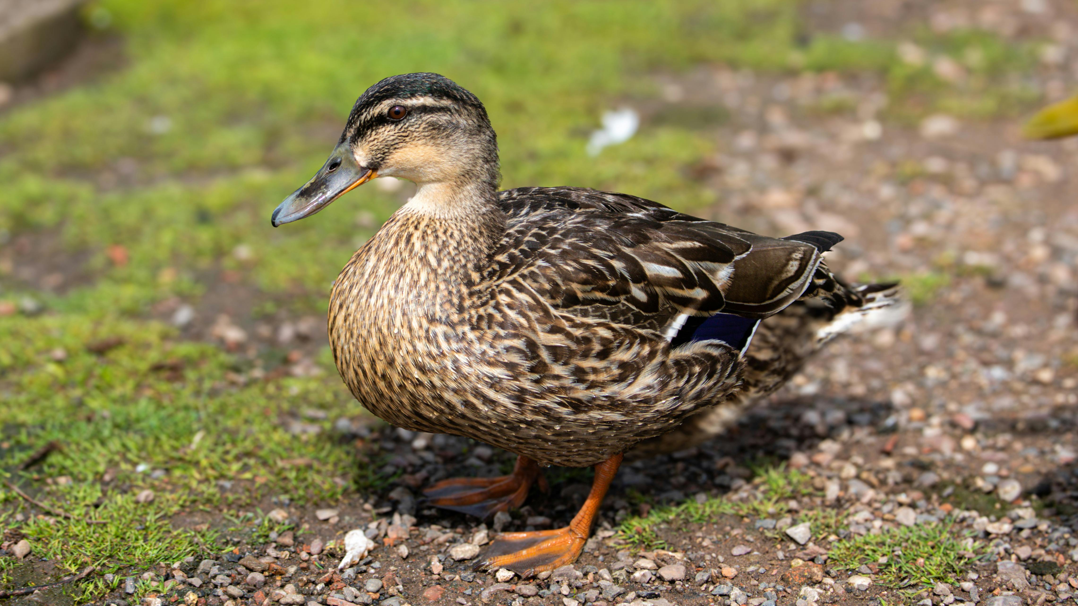 duck in nature