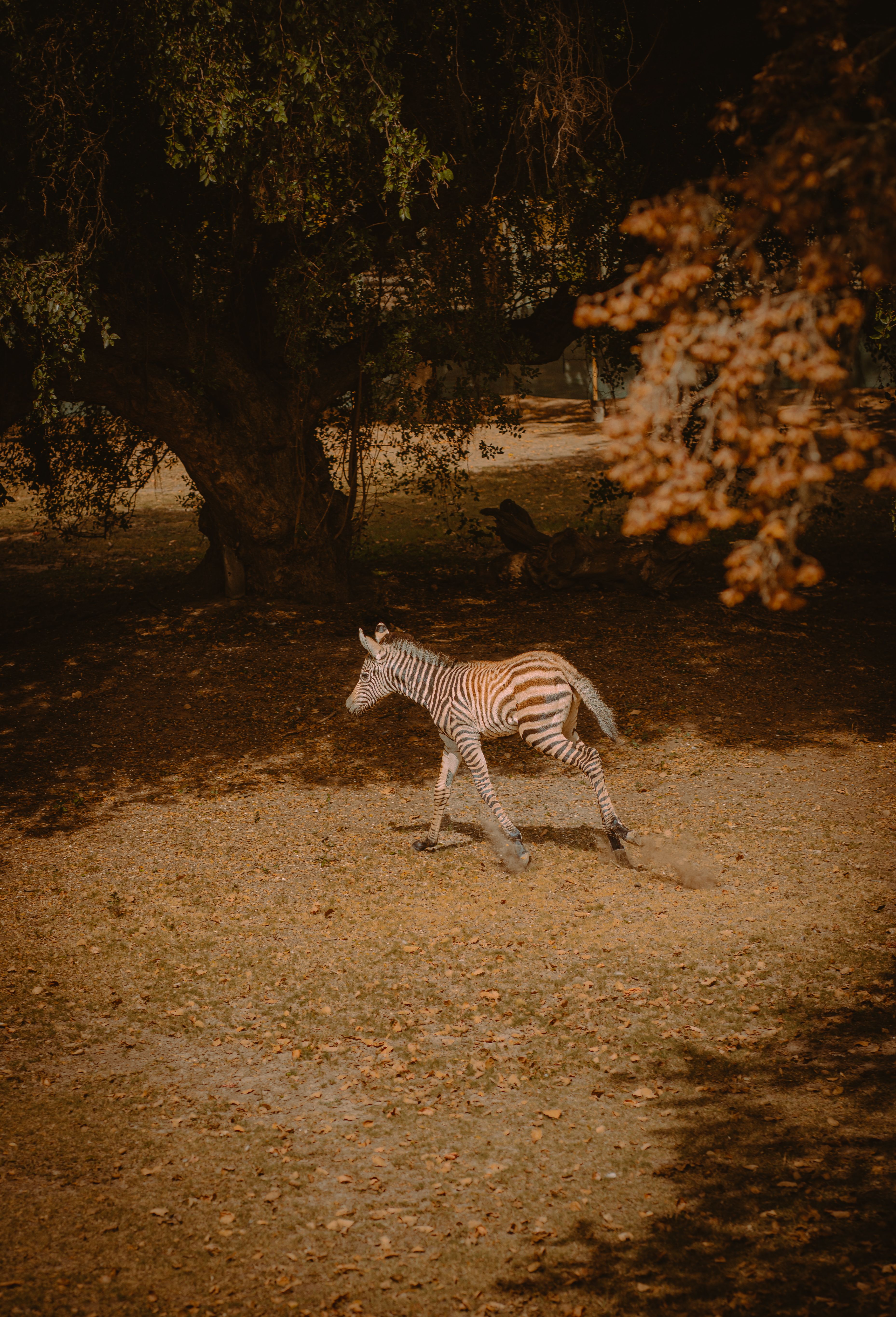 A solitary zebra walks through a sunlit forest clearing, surrounded by vibrant autumn foliage.