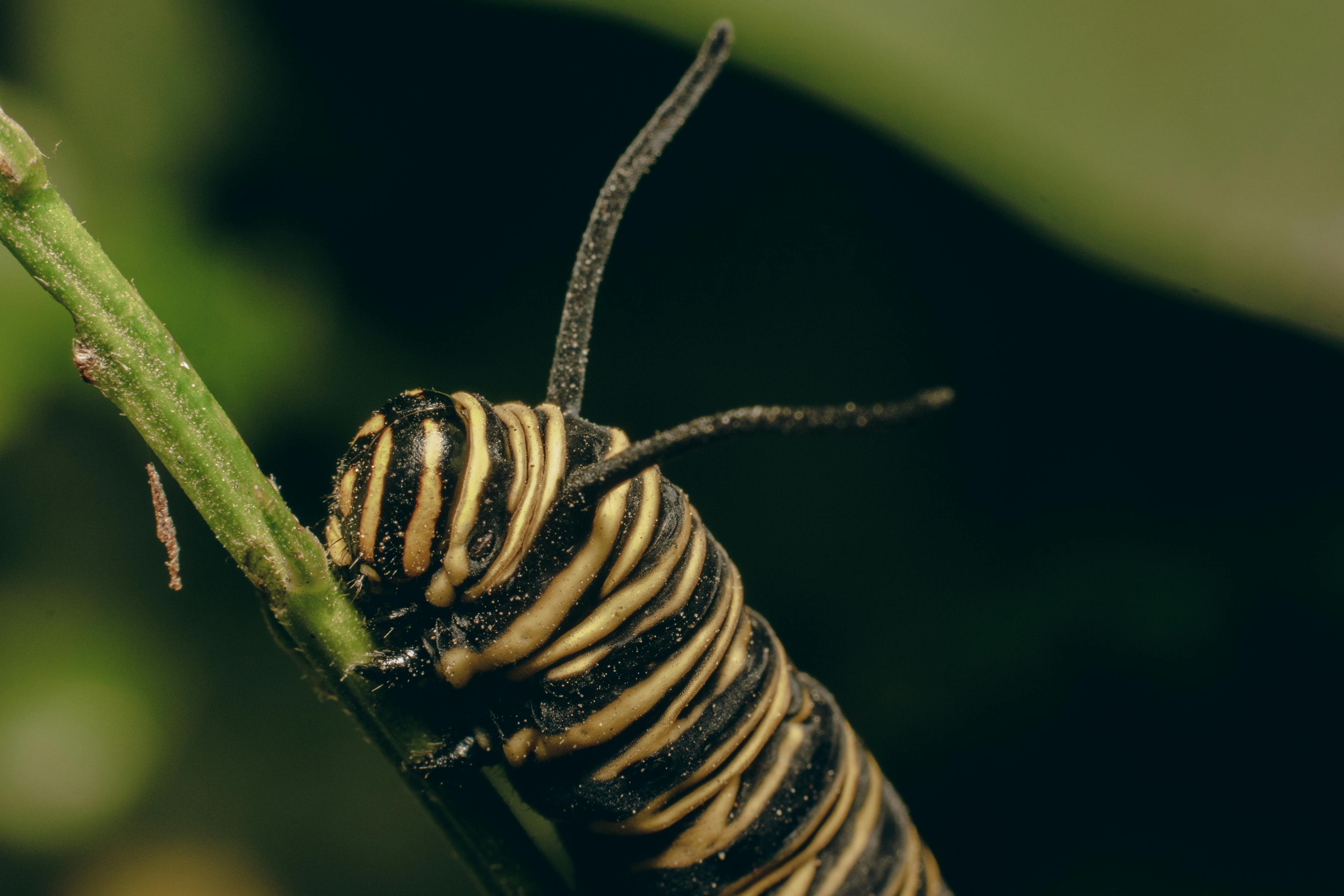 Stop Screwworm | Animal and Plant Health Inspection Service — Photo by Alexandre  Canteiro on Pexels
