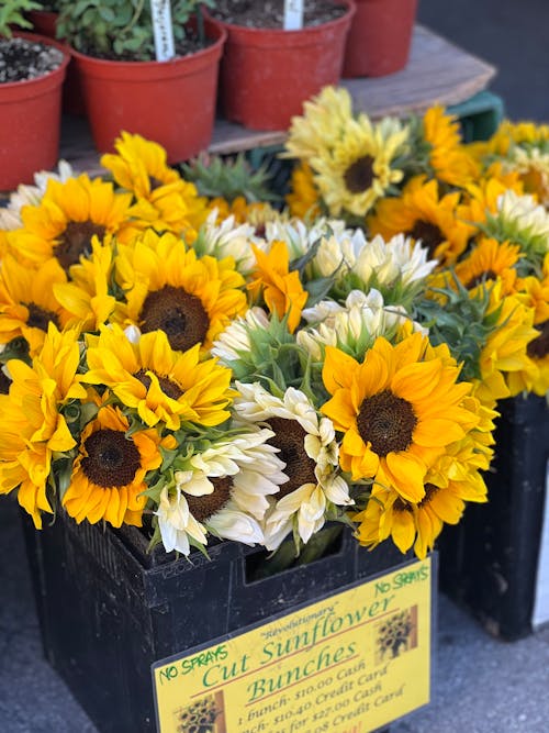 Sunflowers are in a box at a farmers market