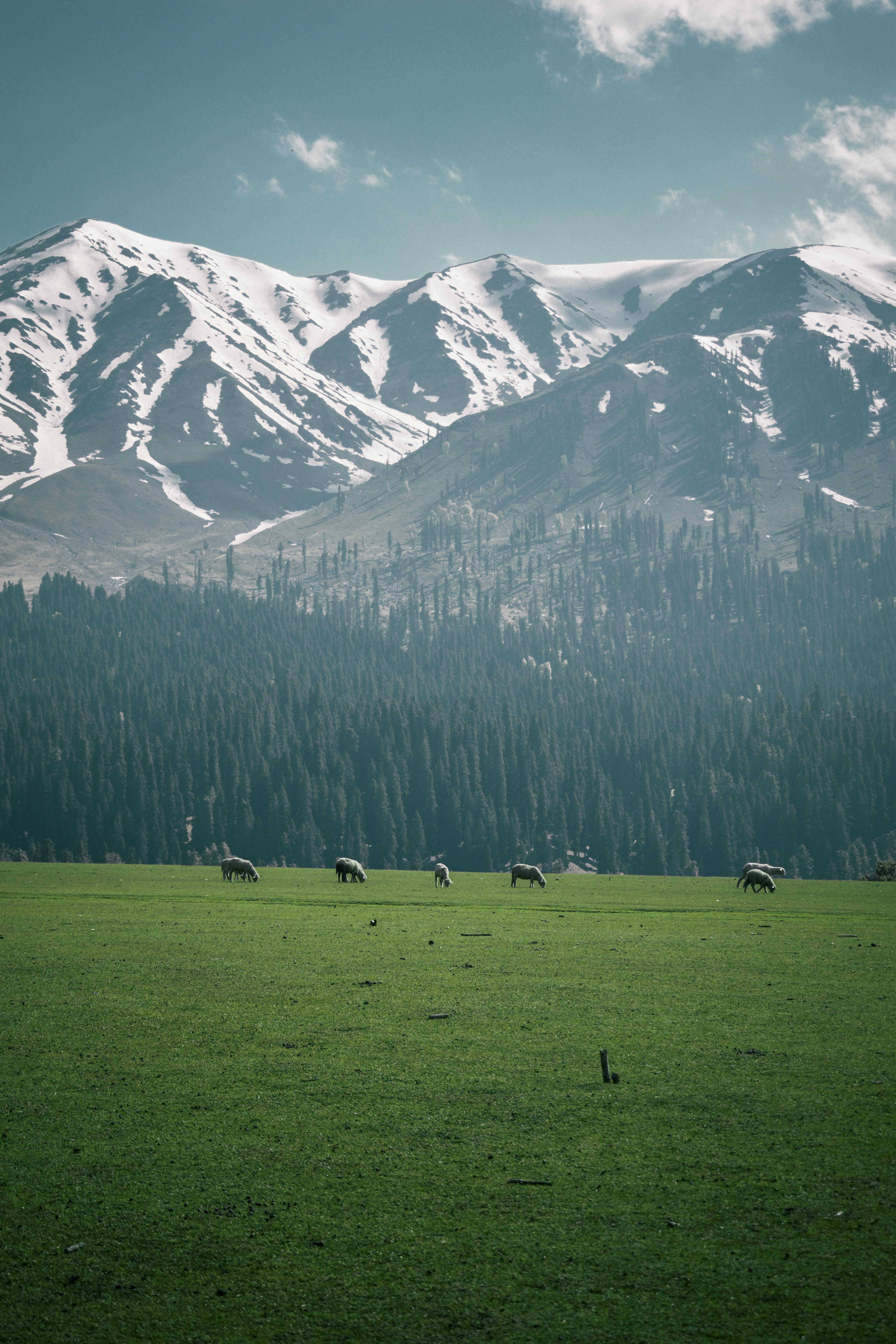 Grazing livestock on a lush green pasture against a backdrop of snowcapped mountains in Kulgam, offering a serene rural scene.