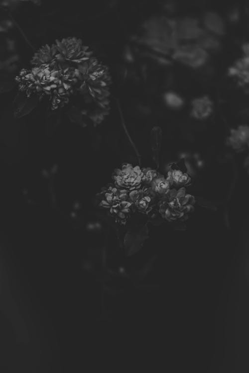 Foto d'estoc gratuïta de blanc i negre, flor, medi ambient