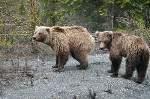 Foto stok gratis anak singa, beruang grizzly, besar