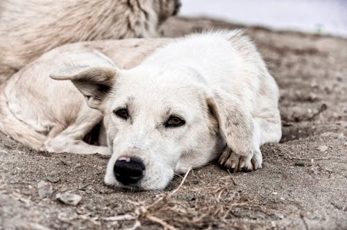 Free Close-up Photo of White Dog Lying Down on the Ground Stock Photo