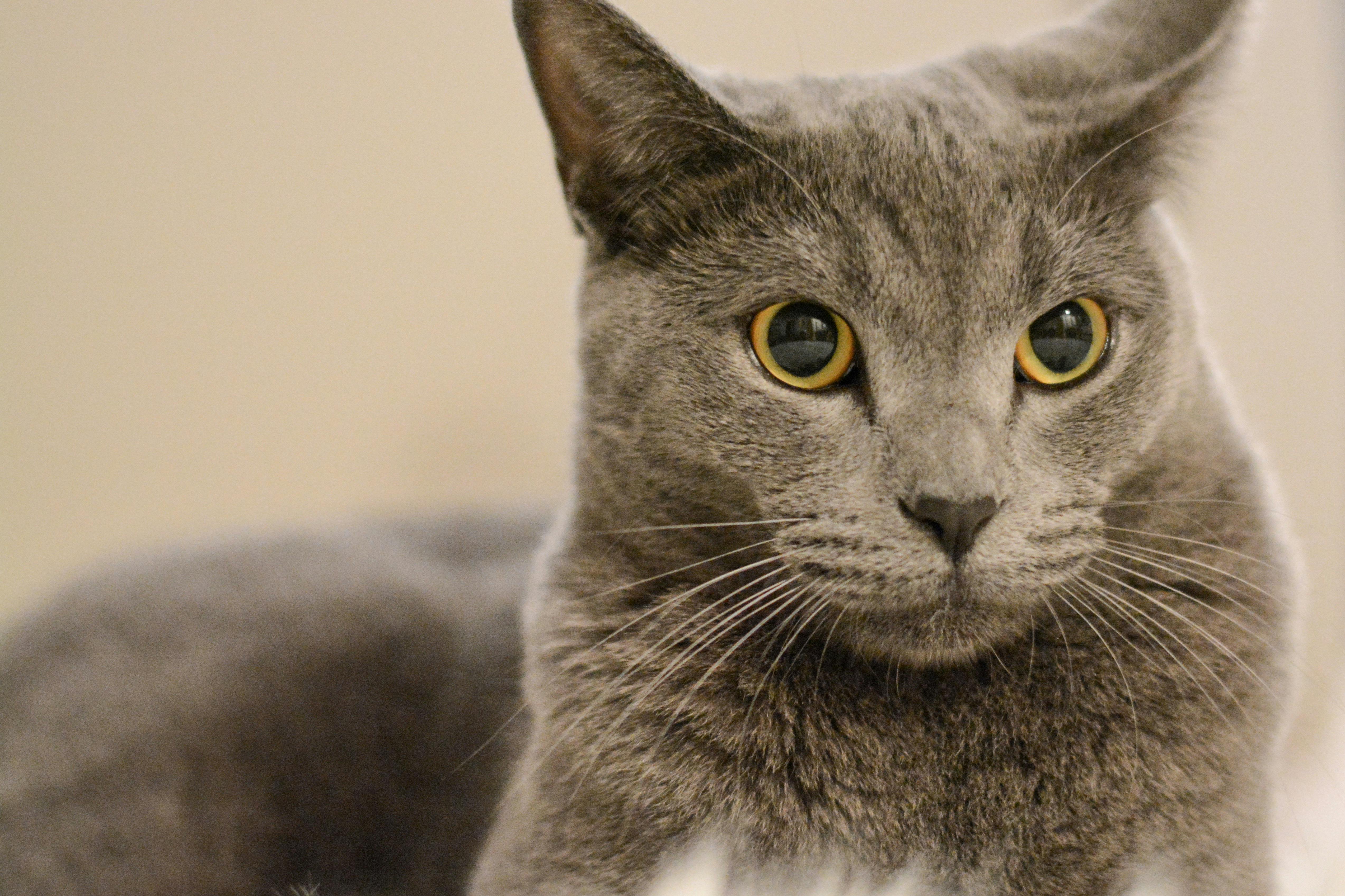 Ücretsiz chartreux, ev kedisi, Evcil Hayvan stok fotoğrafı
