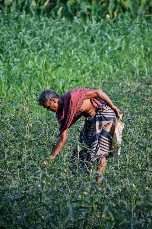 Fotos de stock gratuitas de agricultor, bangladesh, campos de cultivo