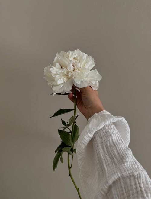 Foto d'estoc gratuïta de blanc, braç, flor