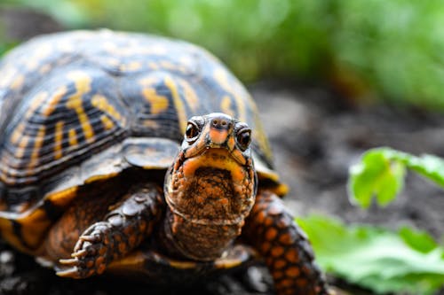 Free Close-Up Photo of Turtle Stock Photo