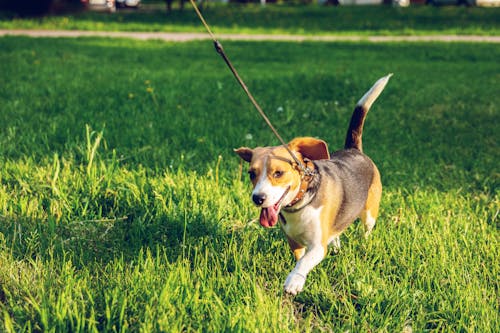 Happy Brown and Black Beagle Walking on Green Grass