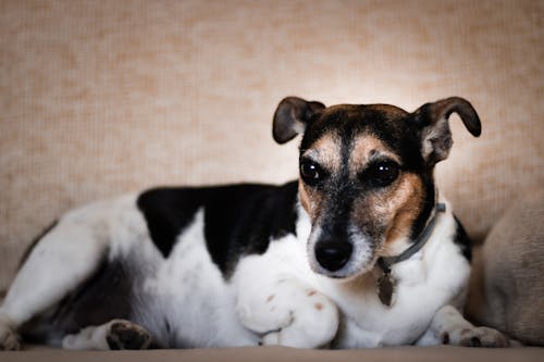 Free stock photo of animal photography, pet, pet dog