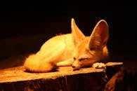 Fennec fox with long ears and fluffy tail sleeping on wood in yellow light