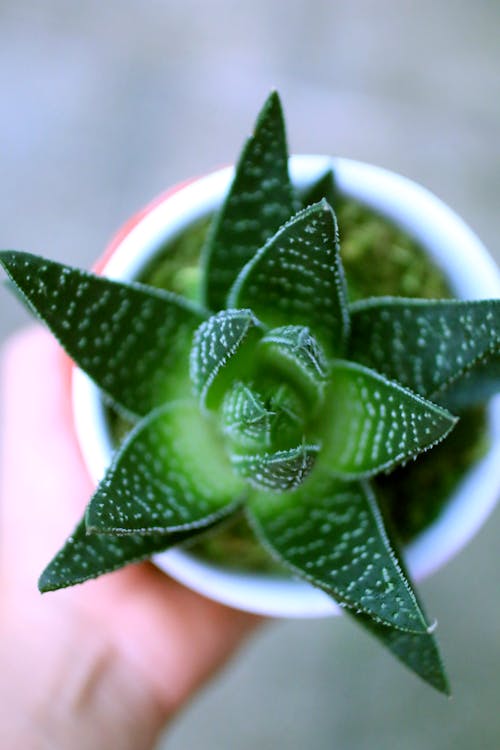 Free stock photo of botanical, cacti, cactus