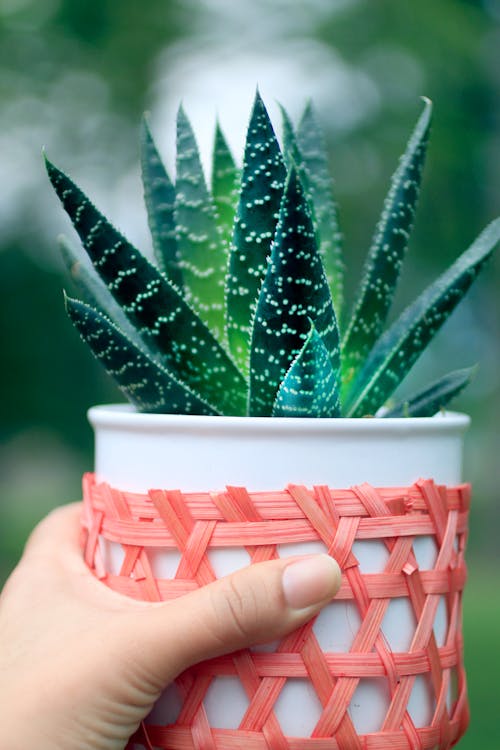 Free Selective Focus Close-up Photo of Hand Holding Potted Aloe House Plant Stock Photo