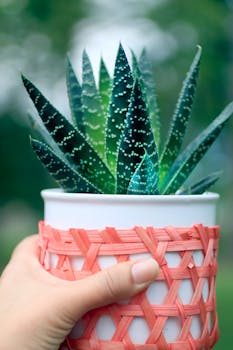 特写镜头中，一只手托着一个装饰性花盆，里面种着柑橘植物，展现出充满活力的绿叶