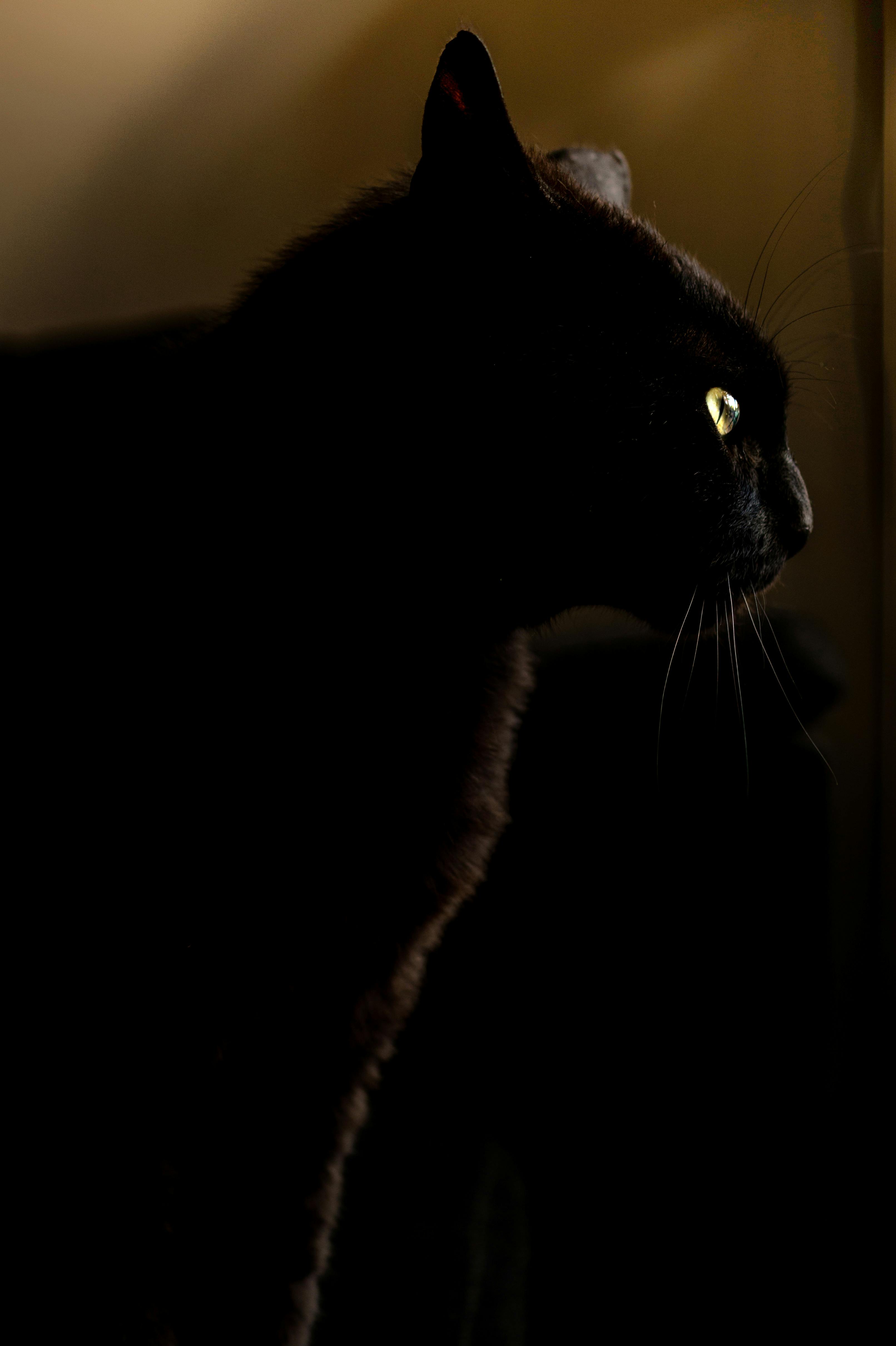panther eyes at night