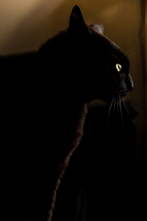 무료 검은색, 고양이, 눈의 무료 스톡 사진
