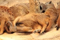 Group of cute small meerkats playing together on sand ground in zoo at daytime