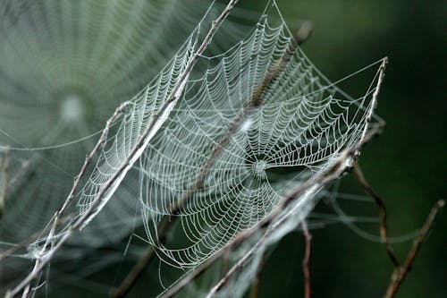 Základová fotografie zdarma na téma past, pavoučí síť, pavoukovec
