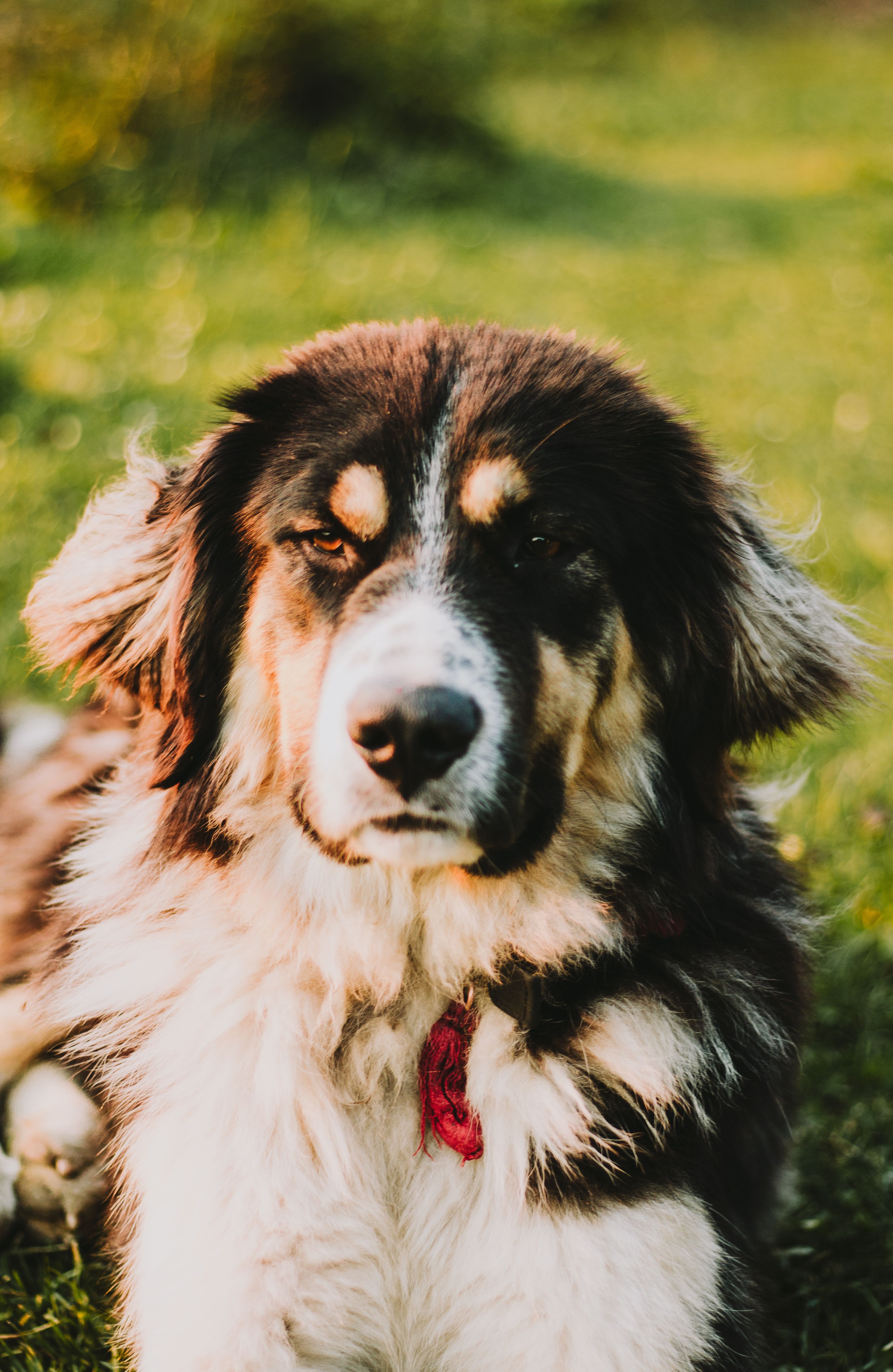 Portrait of Dog on a Meadow · Free Stock Photo