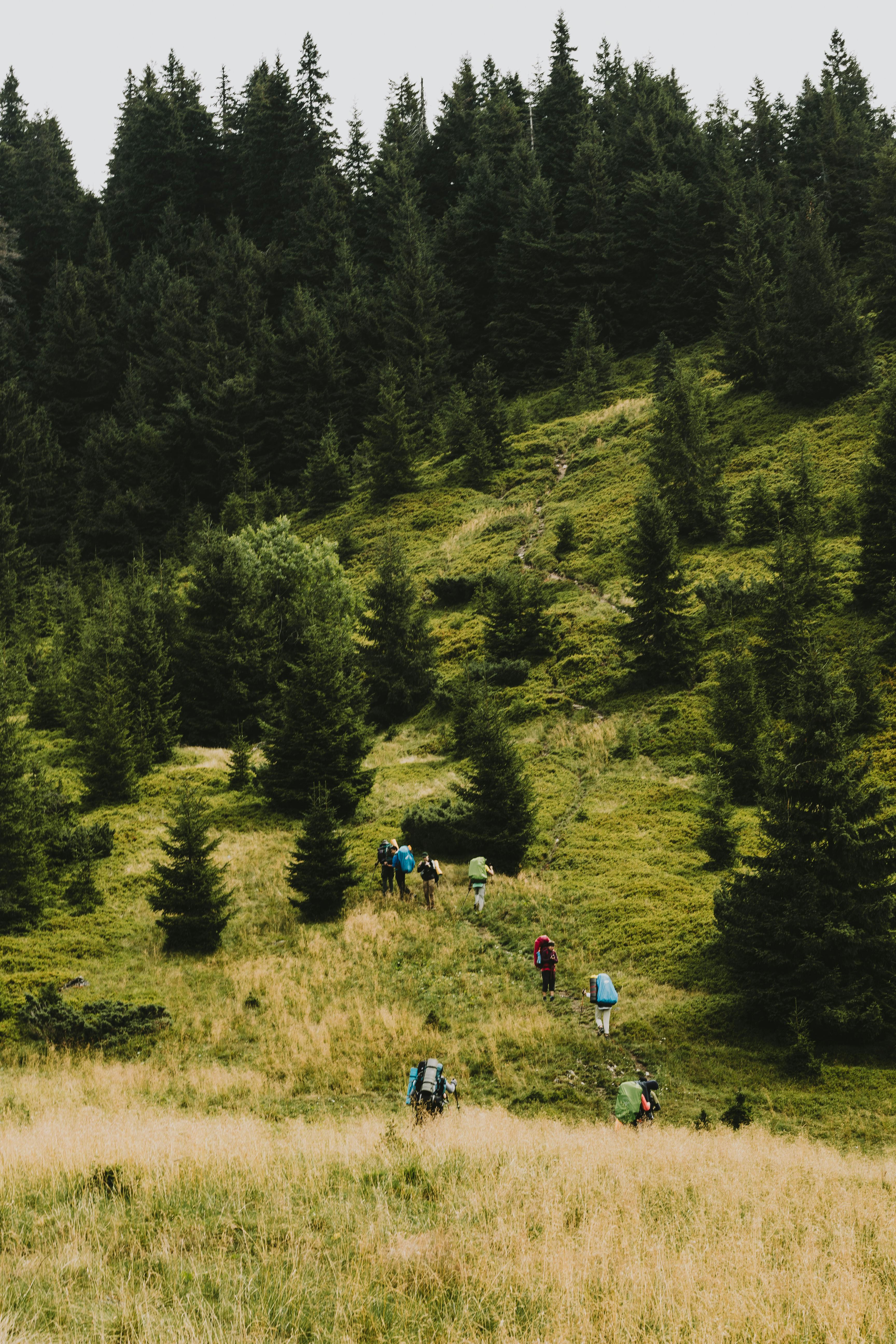 A group of hikers explores the lush green landscape of the Carpathian Mountains in Ukraine.