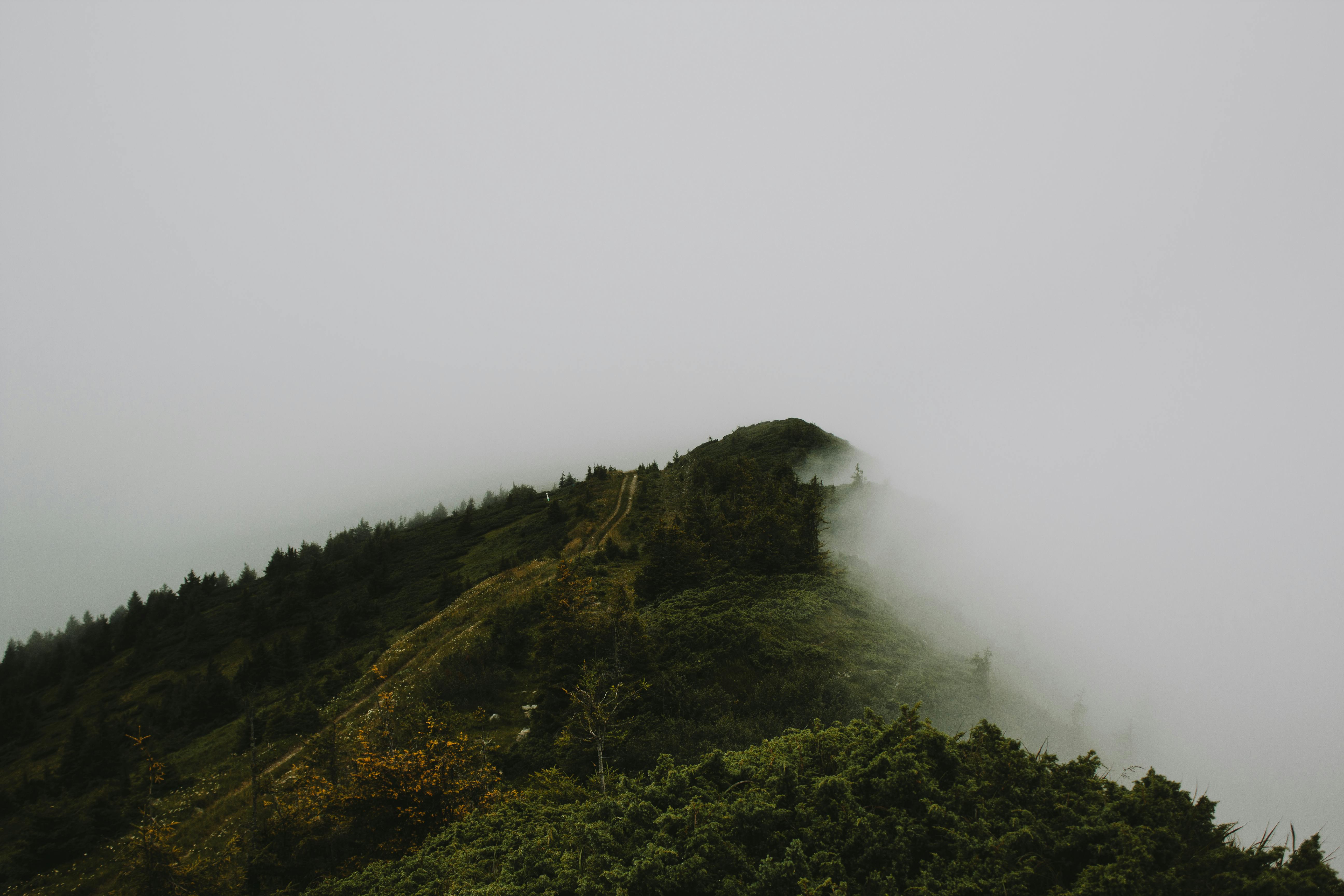 Fog envelops a lush mountain ridge in the Carpathians, Zakarpattia region, Ukraine.