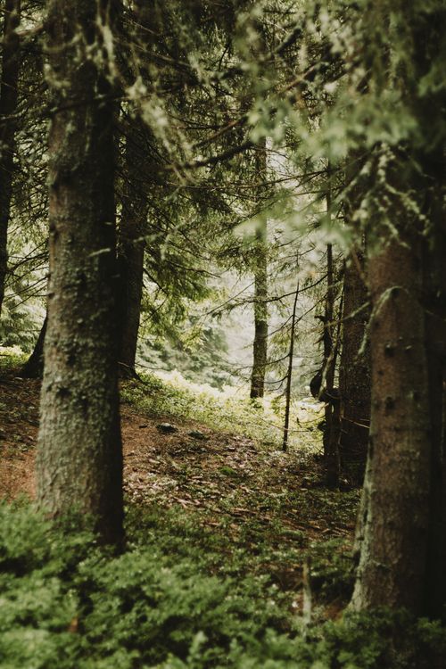 Free Lush evergreen forest in the Carpathian Mountains, Ukraine. Tranquil nature setting. Stock Photo