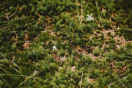 A close up of a green grassy area