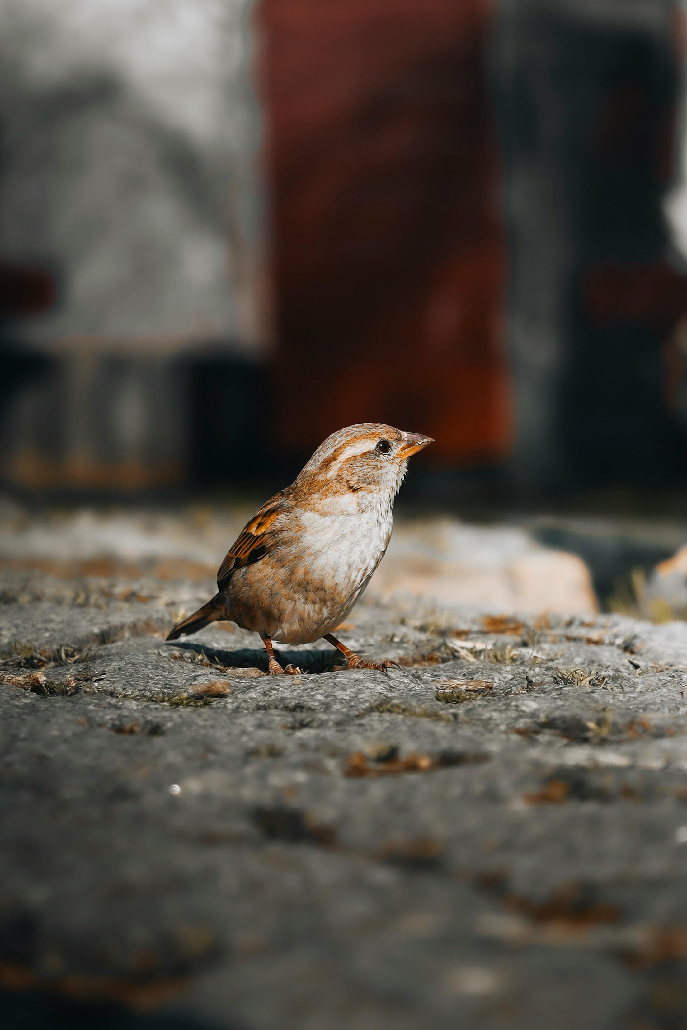 Close-up shot of a sparrow standing on rocky ground with a blurred background.