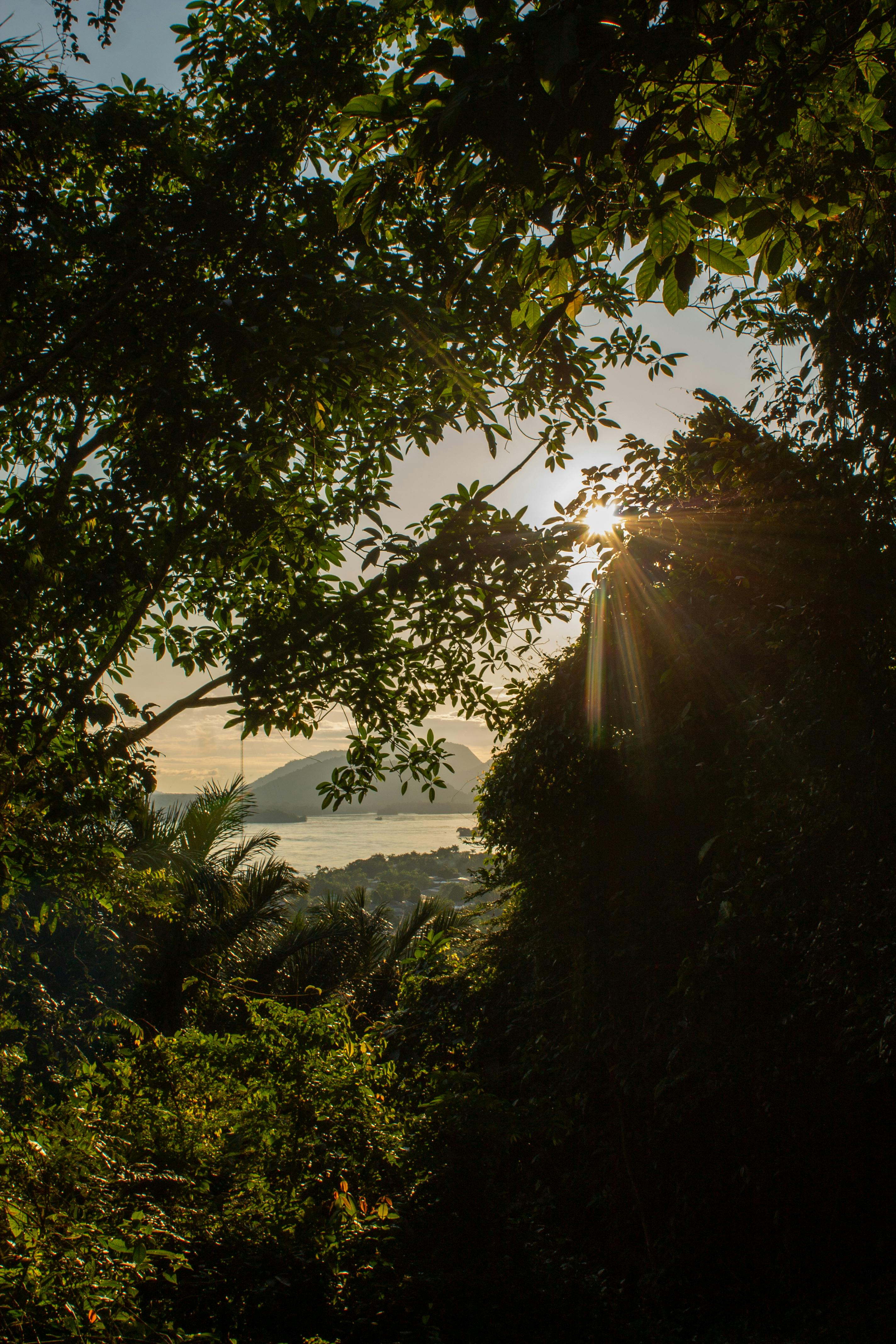 Captivating forest view with sunlight streaming through trees in São Gabriel da Palha, Brazil.
