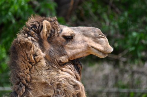 Free A detailed side profile of a Bactrian camel with lush fur and natural background. Stock Photo