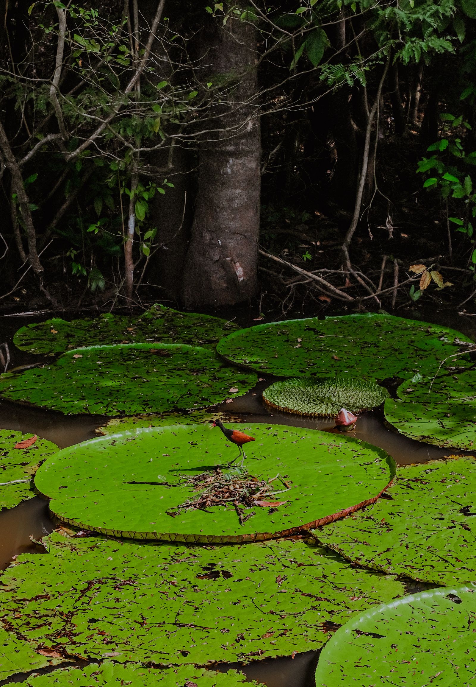 Amazon river lily pads with a wading bird in blackwater near a Rio Negro jungle lodge