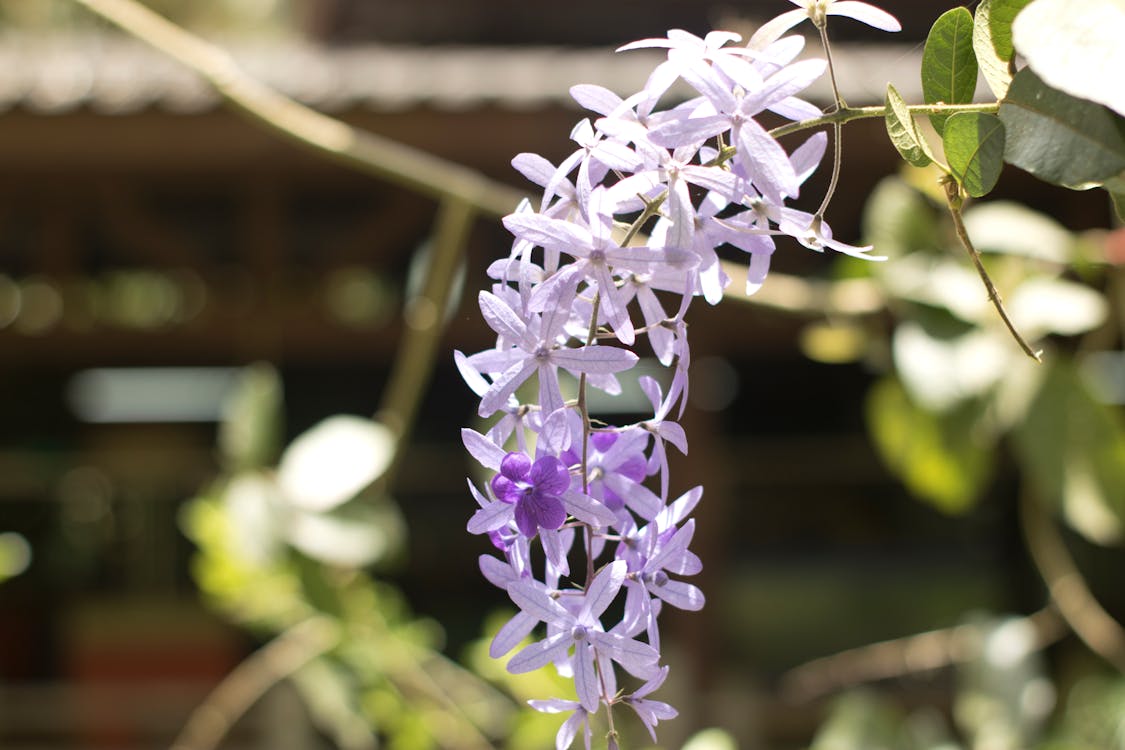 Foto profissional grátis de flor, floresta, mata