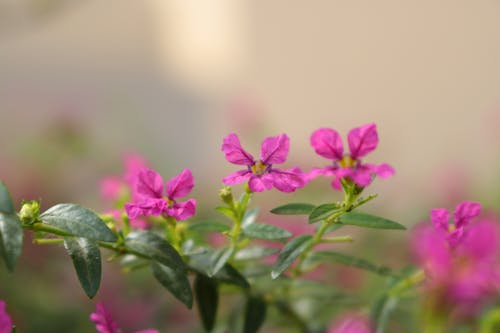 Foto profissional grátis de cor-de-rosa, fechar-se, flor