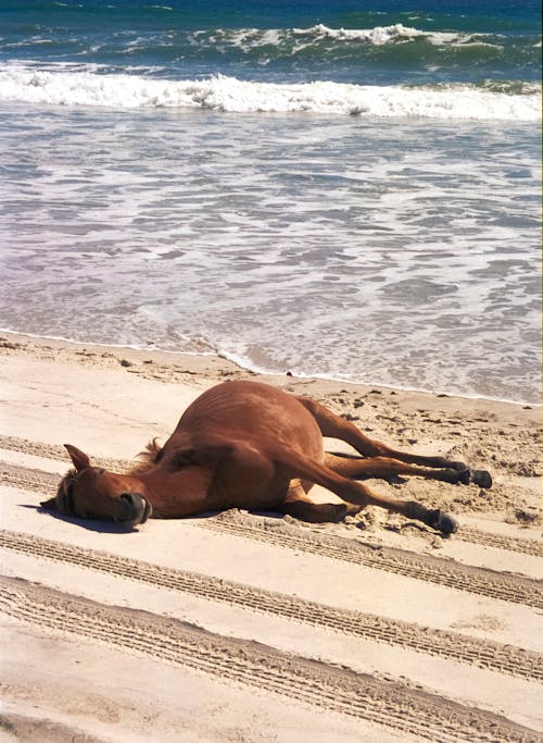 35mm film, ada atı, assateague adası atı içeren Ücretsiz stok fotoğraf