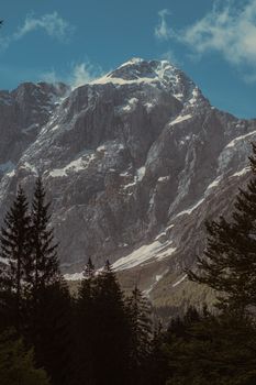 Majestic snowcapped peak towering over lush conifer forest in Tarvisio, Italy.