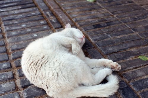 Free A serene white cat sleeping peacefully on a cobblestone pavement outdoors. Stock Photo