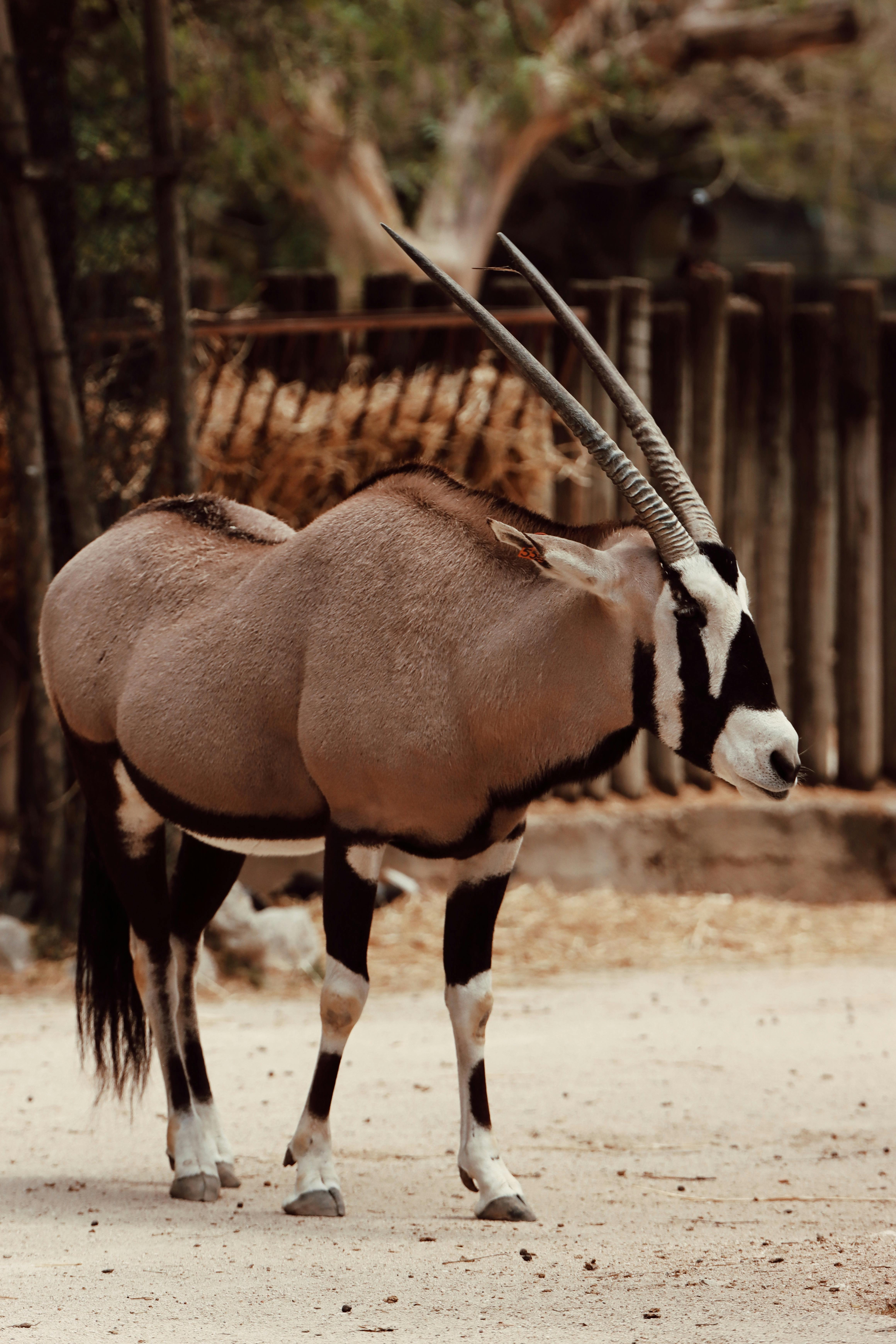 grátis Foto profissional grátis de animais selvagens, animal, animal selvagem Foto profissional