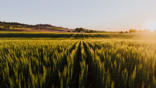 Photos gratuites de agriculture, aube, blé