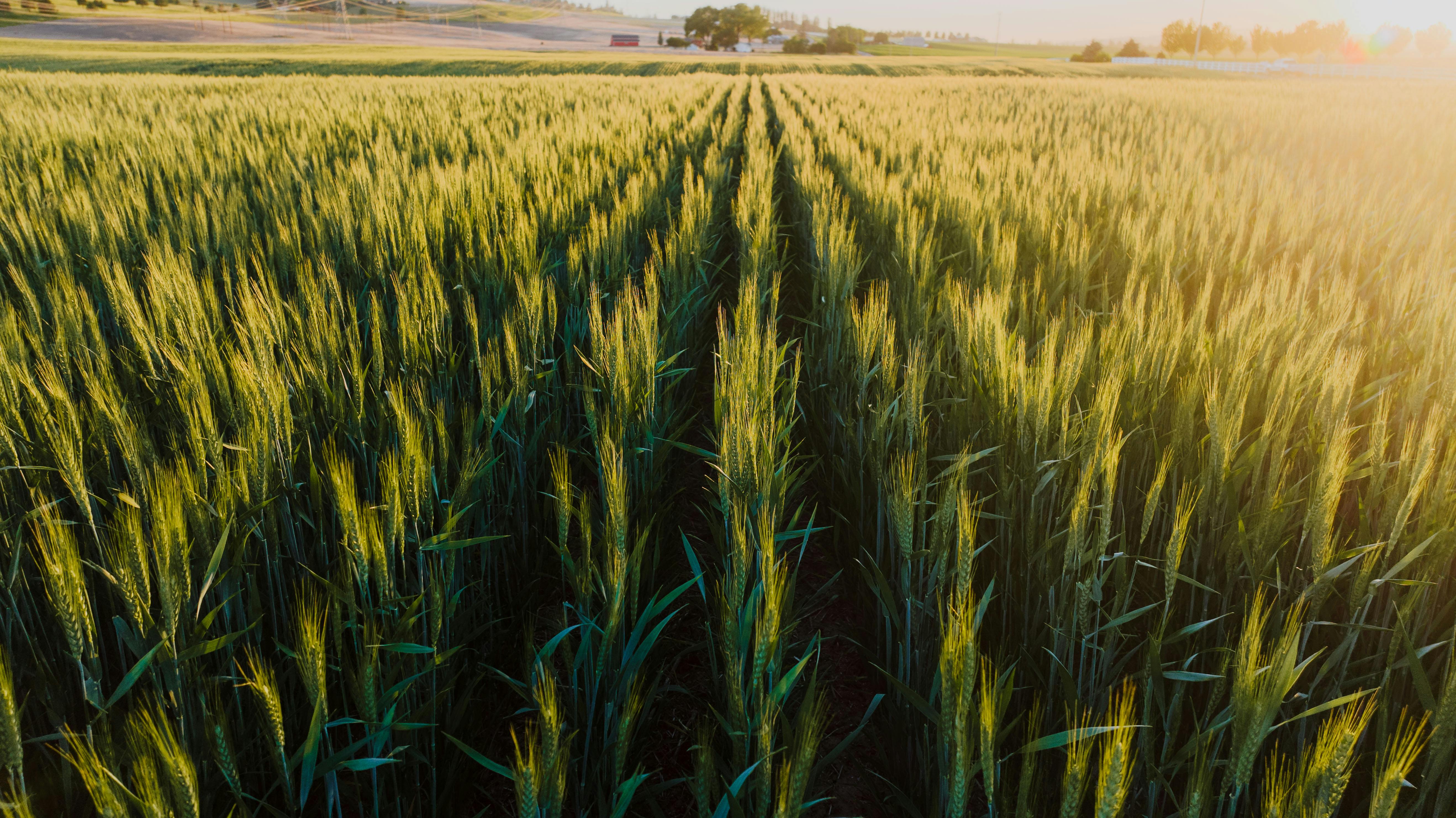 Year-end financial planning for farmers — Photo by K on Pexels