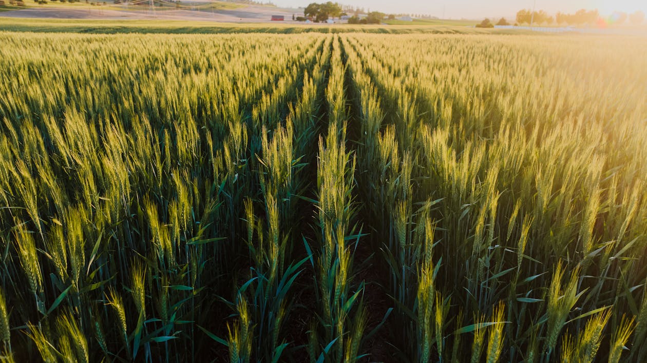 增長, 太陽, 小麥 的 免费素材图片
