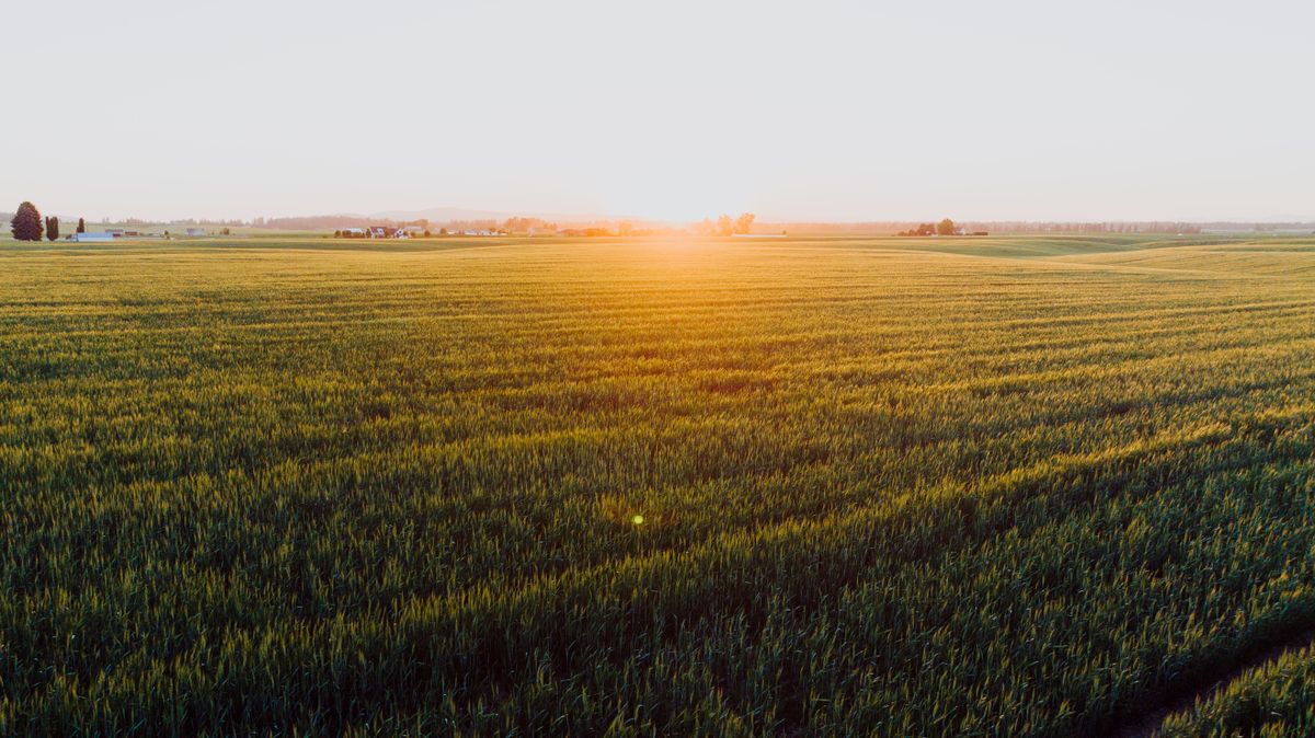 Golden wheat field