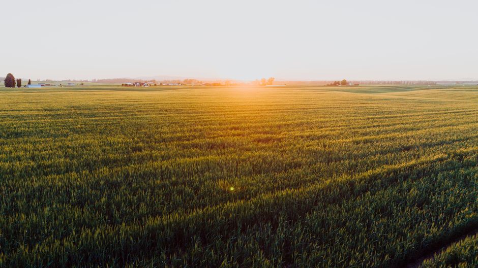 Golden Harvest Estate