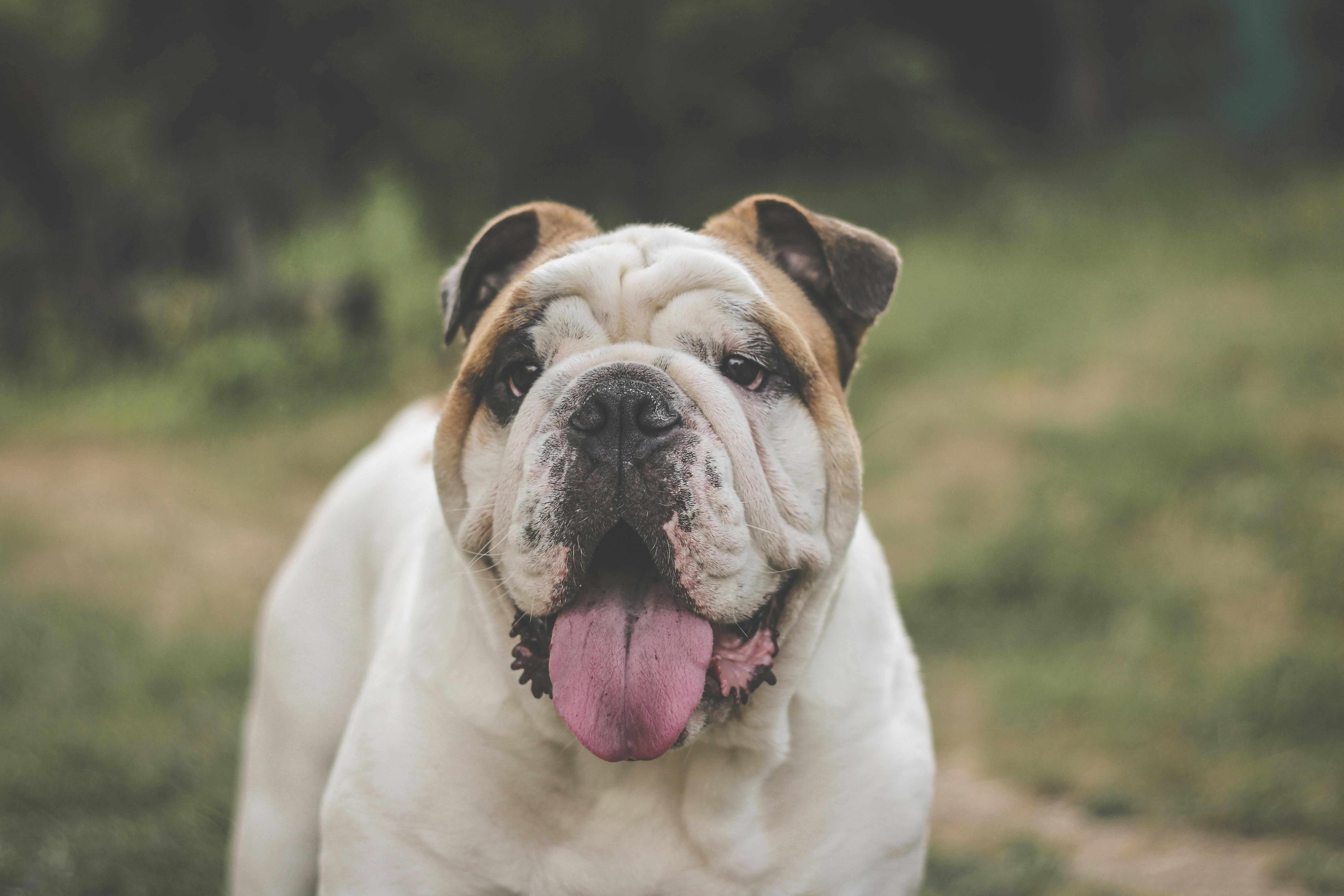 english bulldog dog with tongue out